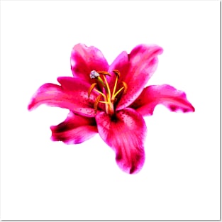 Pink Tiger Lily Flower Posters and Art